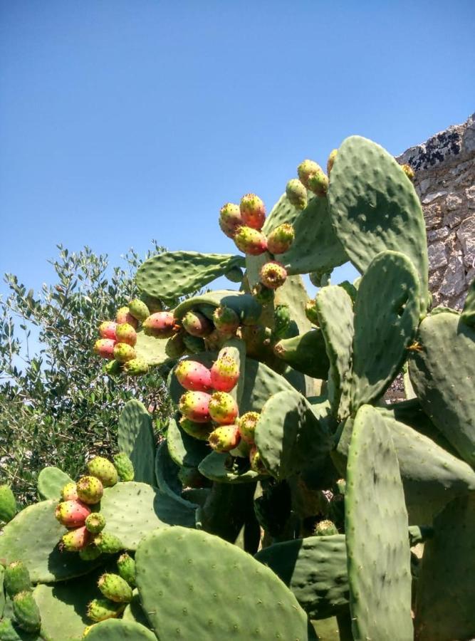 Palacca, Trullo Salentino أندرانو المظهر الخارجي الصورة