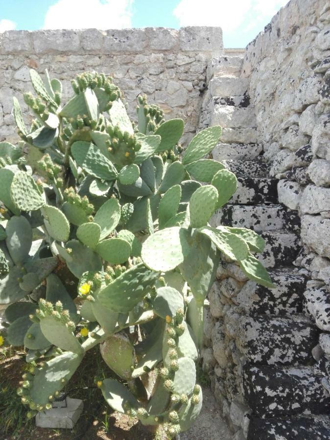 Palacca, Trullo Salentino أندرانو المظهر الخارجي الصورة